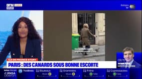 Paris: des canards sous bonne escorte