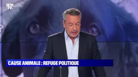 L’édito de Matthieu Croissandeau: Cause animale, refuge politique - 04/10