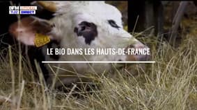 Agriculteurs, éleveurs, producteurs, pêcheurs des Hauts-de-France : Le bio dans les Hauts-de-France