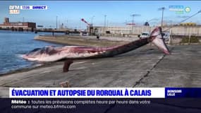 Calais: une autopsie pour comprendre le décès du Rorqual de 15 tonnes