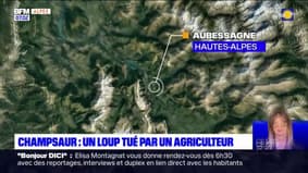 Hautes-Alpes: un loup tué par un éleveur dans le Champsaur