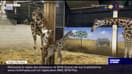 Belgique: naissance d'un girafon au parc Pairi Daiza