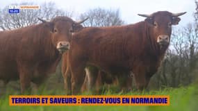 Terroirs et Saveurs : rendez-vous en Normandie