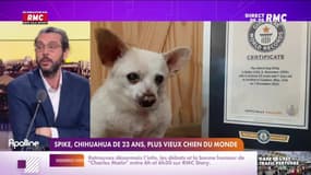 L'histoire de Charles Magnien : Spike, chihuahua de 23 ans, plus vieux chien du monde - 25/01
