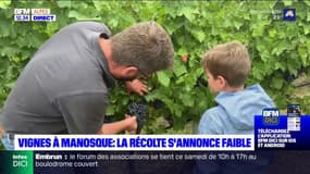 Alpes-de-Haute-Provence: les vendanges commencent à Manosque