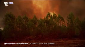 "Pyromanes, qui met le feu à nos forêts ?": revoir l'enquête de BFMTV