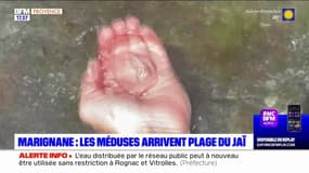 Bouches-du-Rhône: les méduses de retour sur la plage du Jaï