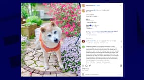 Capture d'écran du compte de la propriétaire de Kabuso annonçant le décès de l'animal