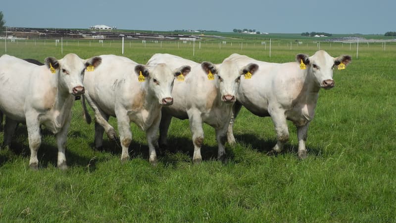 Ces quatre vaches se ressemblent beaucoup. Et pour cause, elles ne sont qu'une.