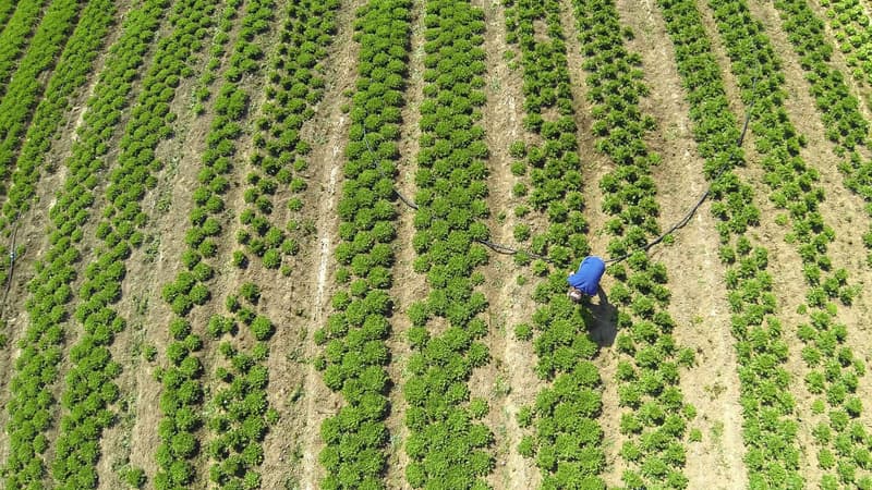 L'agriculteur avait récemment étendu son exploitation maraîchère pour faire pousser plus de salade (illustration).