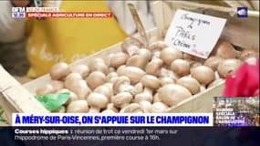 "On les produit à l'ancienne": à la découverte des champignons de Méry-sur-Oise