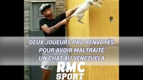 Deux joueurs pro renvoyés pour avoir maltraité un chat au Venezuela
