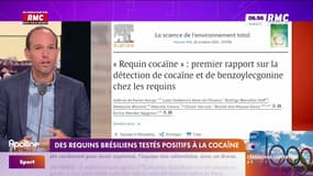 On n'a pas osé vous en parler : Des requins brésiliens testés positifs à la cocaïne - 25/07