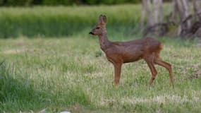 Un chevreuil en pleine nature. (photo d'illustration)