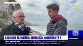 Seine-Maritime: une cétacé échoué à Veules-les-Roses