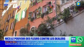 Nice: des pots de fleurs pour déloger les dealers