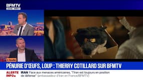 "On a perdu le contrôle de la situation" après les plus d'un milliard de vue pour la pub du loup assure Thierry Cotillard
