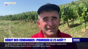 "Une date excessivement précoce": les vendanges ont démarré en Alsace