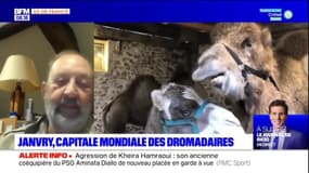 Essonne: Janvry accueille le salon du dromadaire et des camélidés