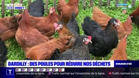 Dardilly: des poules pour réduire nos déchets