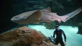 Pierre Frolla s'approche d'un requin-zèbre dans l'aquarium de Paris