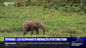 Pourquoi l'éléphant de forêt d'Afrique est-il désormais menacé d'extinction ?