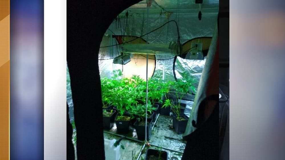 cannabis cannabis