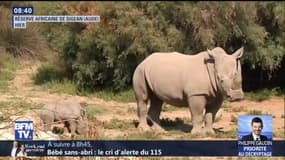 Rare naissance d'un bébé rhinocéros blanc au zoo de Sigean