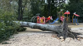 Un arbre d'une quinzaine de mètres est tombé ce 9 octobre 2024, au Parc Montel dans le 9e arrondissement à Lyon. 
