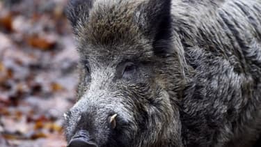 Un sanglier (photo d'illustration)