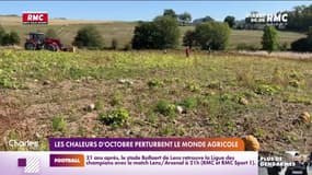 Les chaleurs d'octobre perturbent le monde agricole