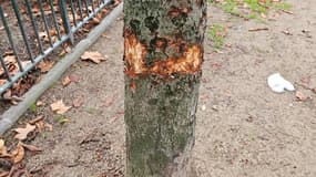 L'un des 79 arbres dégradés dans le 16e arrondissement de Paris. 