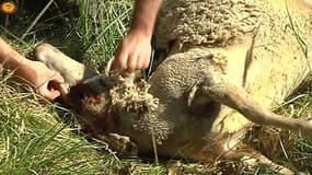 Attaque d'un loup solitaire dans les Alpes-Maritimes: 21 brebis tuées, une enquête ouverte