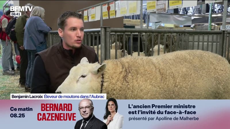 Le mouton, nouvelle star du Salon de l'agriculture en l'absence des bovins