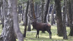 L'Espace Rambouillet, où il est possible d'observer des cerfs et des biches, a battu son record de visiteurs.