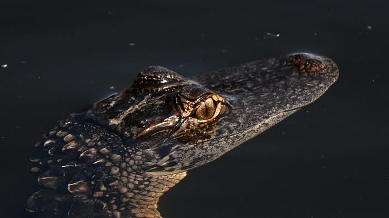 Une femme attaquée par un alligator alors qu'elle nageait dans une rivière en Floride