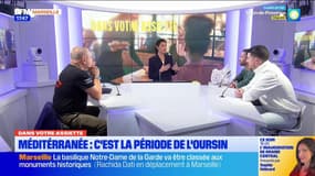 Dans votre assiette du jeudi 16 janvier - Méditerranée : c'est la période de l'oursin