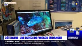 Une espèce de poisson serait en danger le long de la côte bleue