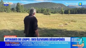 Les éleveurs désespèrent face aux attaques de loup dans les Alpes-Maritimes