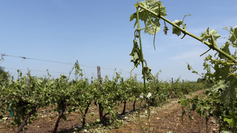 Près de Cognac, en Charente, les vignes ont été durement touchées.