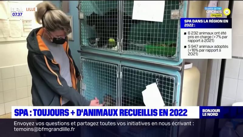 Hauts-de-France: plus de 6.200 animaux recueillis par la SPA en 2022