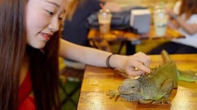 Connaissez-vous le "Reptile Café"?