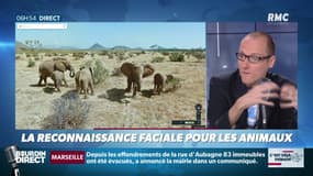 La chronique d'Anthony Morel : La reconnaissance faciale pour les animaux - 16/11