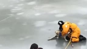 Au Canada, des pompiers sauvent la vie de ce chien 