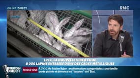 Les conditions des lapins en cage dénoncées par L214: "C'est ce que vous retrouvez au supermarché"