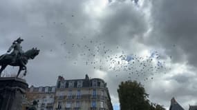 Des pigeons dans le ciel de la commune de Saint-Venant dans le Pas-de-Calais
