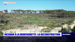 Massif de la Montagnette: un an après l’incendie, où en est la reconstruction du site?