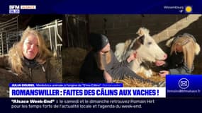 Romanswiller: une ferme propose de caresser des vaches