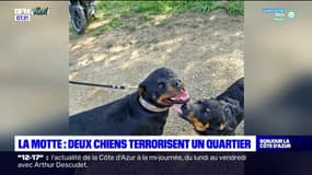 Var: un an après l'attaque d'un joggeur, deux chiens terrorisent à nouveau une commune