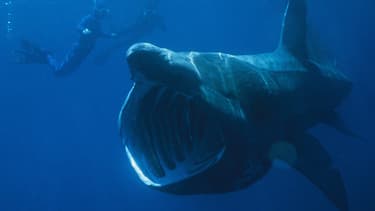 Il fait peur... mais ne mange pas de viande!